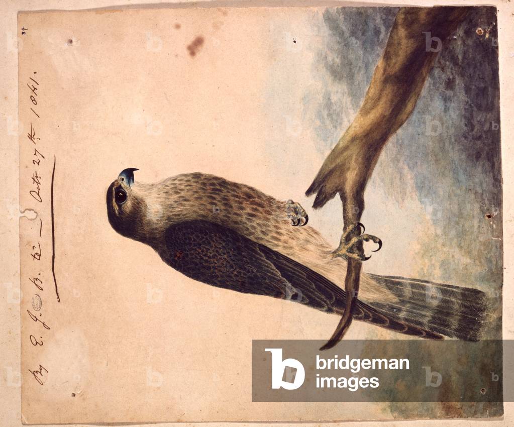 Nero, body of a merlin, 1841 (watercolour)