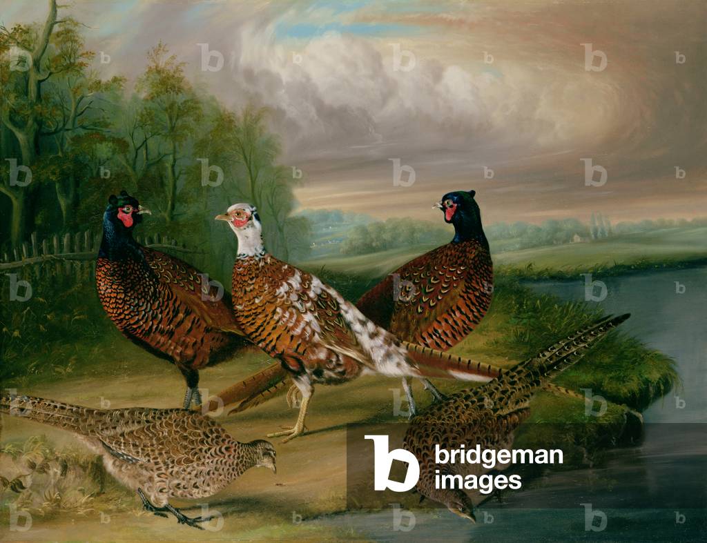 Fagiani sul fiume Wensum, Norfolk (olio su tela)