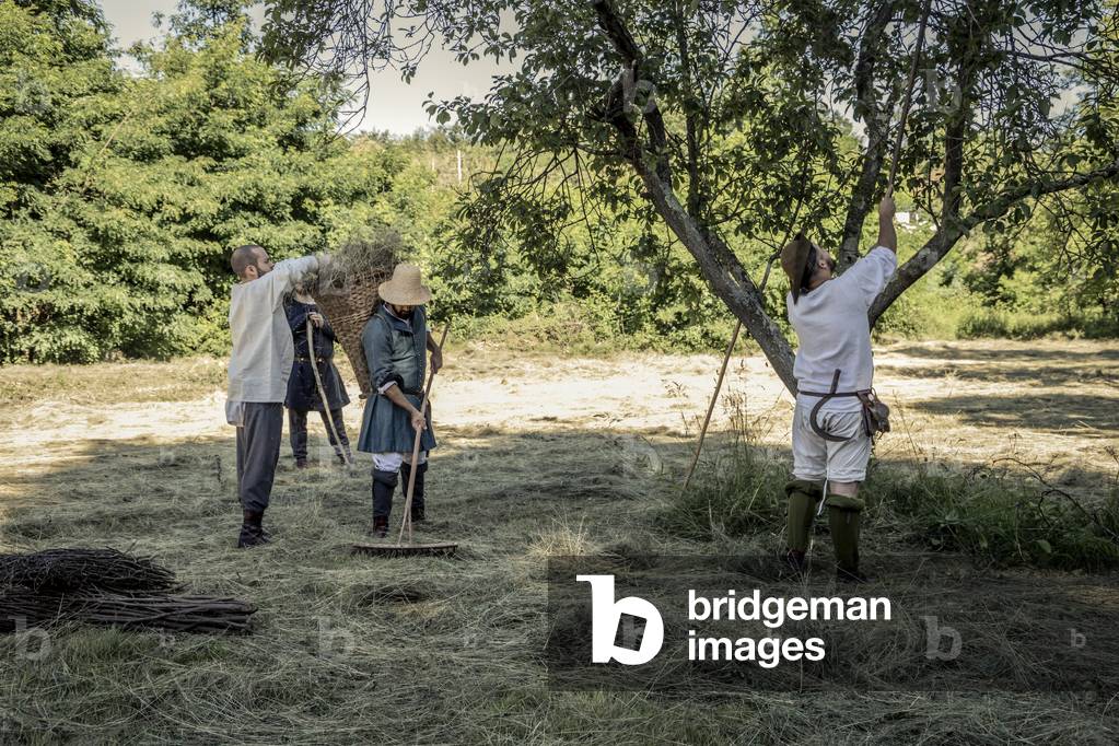 Activities in the fields: hay harvesting and pruning, Daily life early 15th century, Northern Italy, Piedmont, Italy (photo)