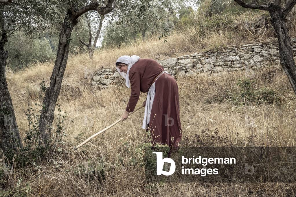 Daily life, XIII century: we proceed with the autumn works (cleaning and installation of plants) in the fields and olive groves, central Italy, Prato, Italy (photo)