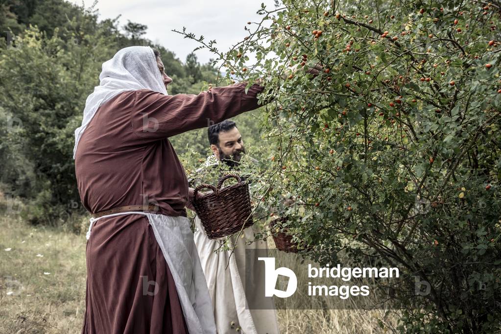 Daily life, XIII century: spontaneous herbs and seasonal wild fruits are collected, for food and medicinal preparations, central Italy, Prato, Italy (photo)