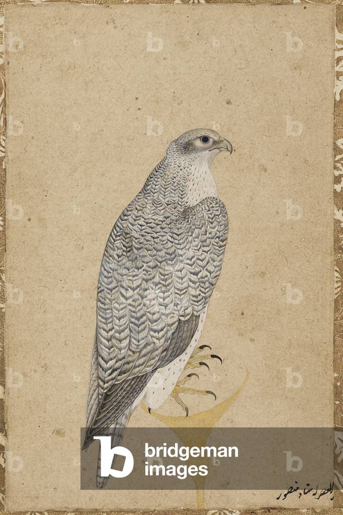 Portrait of a Falcon, from Northern India, 1619 (opaque w/c & gold on paper)
