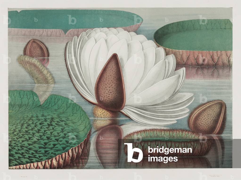 Victoria Regia: Opening Flower, 1854 (chromolitho)