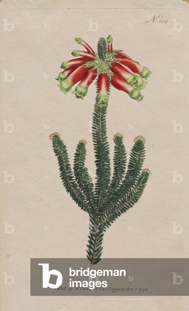 Masson's Heath (Erica Massoni), published 1796 (hand-coloured etching)