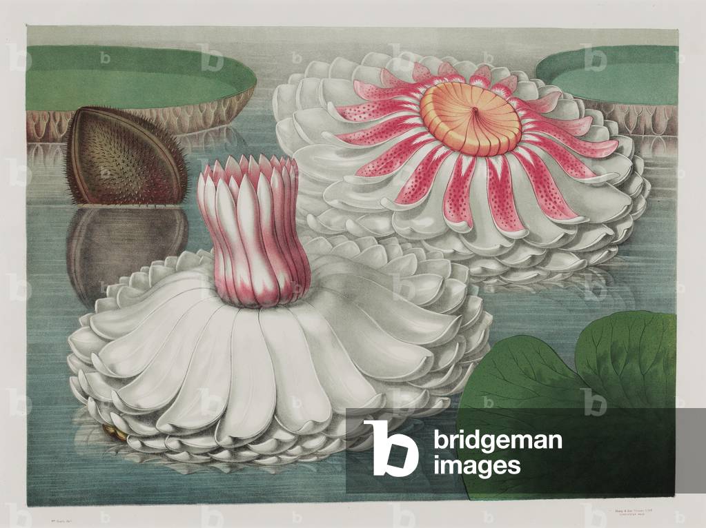 Victoria Regia: Intermediate Stages of Bloom, 1854 (chromolitho)