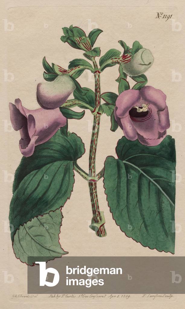 Spotted-Stalked Gloxinia (Gloxinia Maculata), published 1809 (hand-coloured etching)