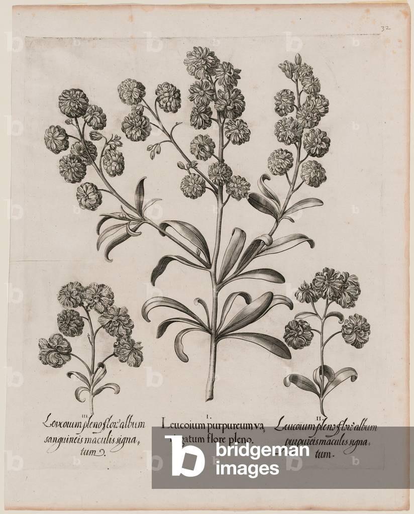 Three Varieties of Leucoium, from 'Hortus Eystettensis', by B. Besler, 1713 edition (engraving)