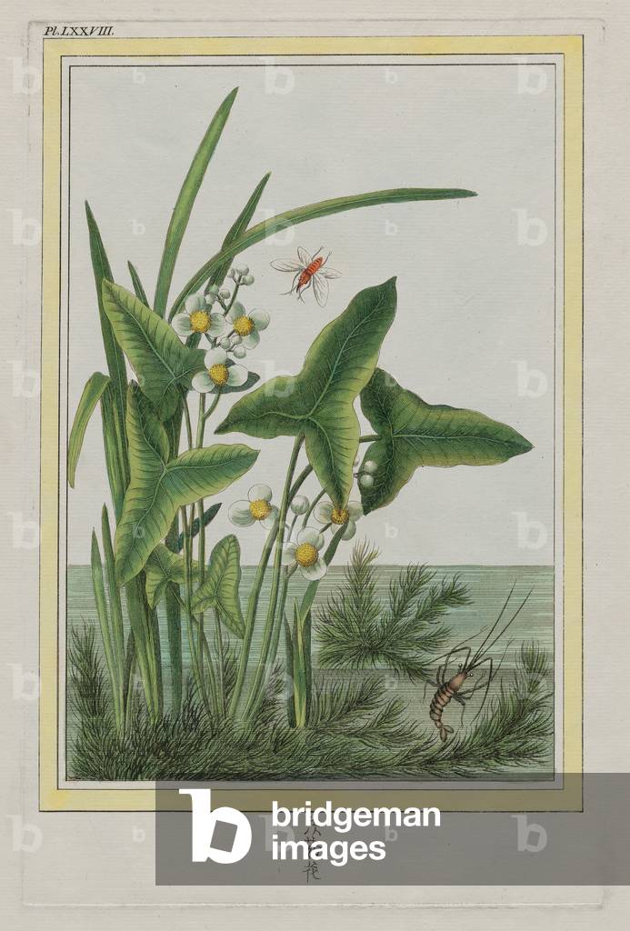 Water Plantain, Plate LXXVIII from 'Plants of China', Part I, by Pierre-Joseph Buchoz, published 1776 (hand-coloured etching)
