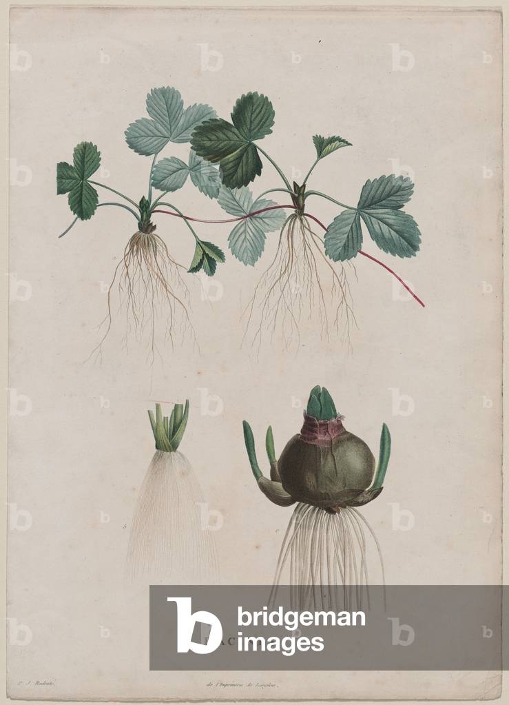 Roots (Racines), published 1805 (hand-coloured engraving)