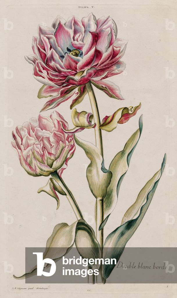 Tulipa V, Double White-Edged Tulip (Double blanc bordé), published 1750-86 (hand-coloured engraving)
