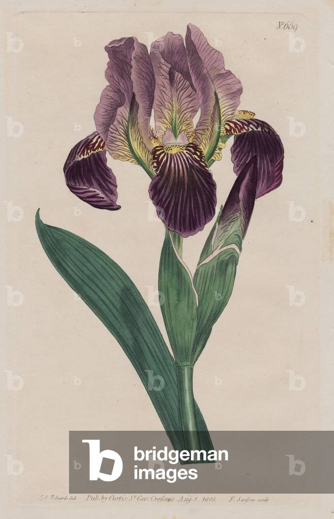 Dingy Flag Iris (Iris Lurida), published 1803 (hand-coloured etching)