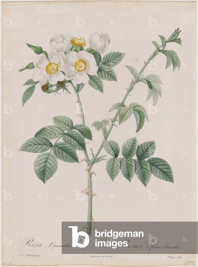 White Flowered Rose (Rosa Leucantha / Rosier à fleurs blanches) Plate 53 from 