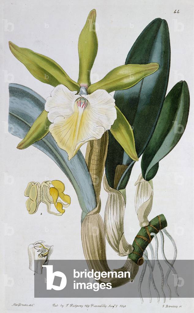 Orchidée : Brassavola glauca, publié par I. Ridgway, 1846
