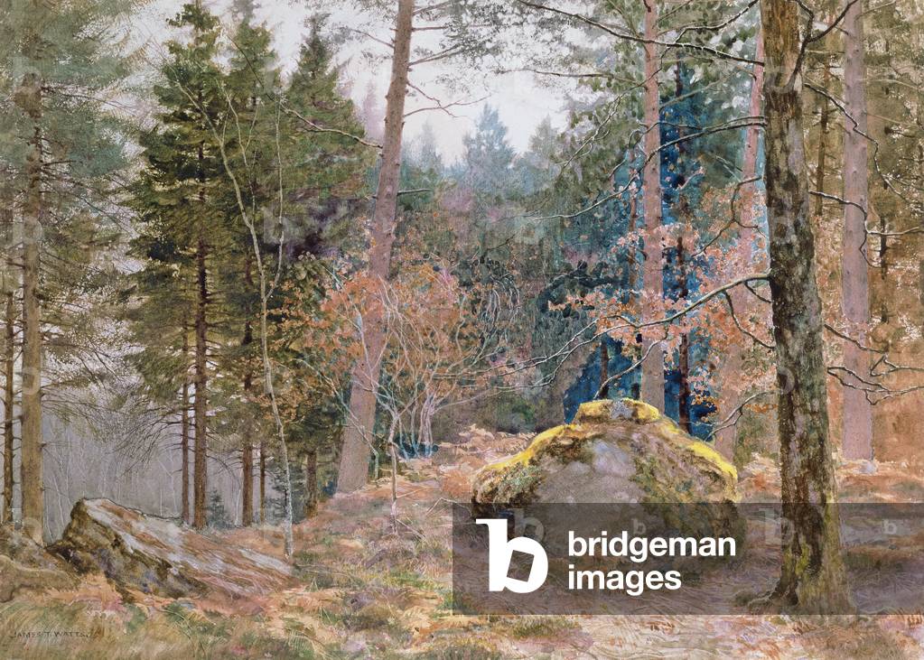 In un bosco gallese, inverno