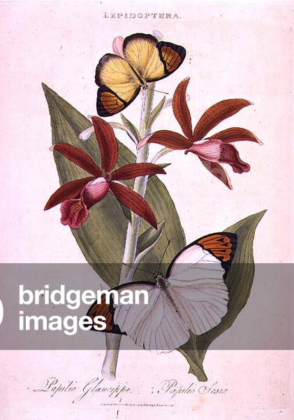 Butterfly: Papilio Glaucipp, pub. by E.Donovan, London 1798 (engraving)