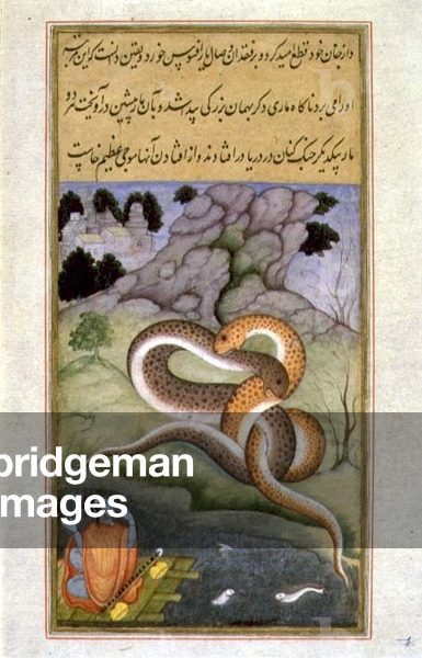 The Raj Kunwar Watches Two Snakes Entwined in Battle by a Deserted Shore (vellum)
