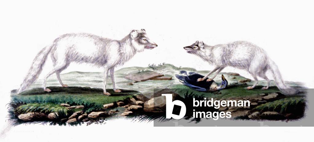 Polar fox, c.1800 (engraving)
