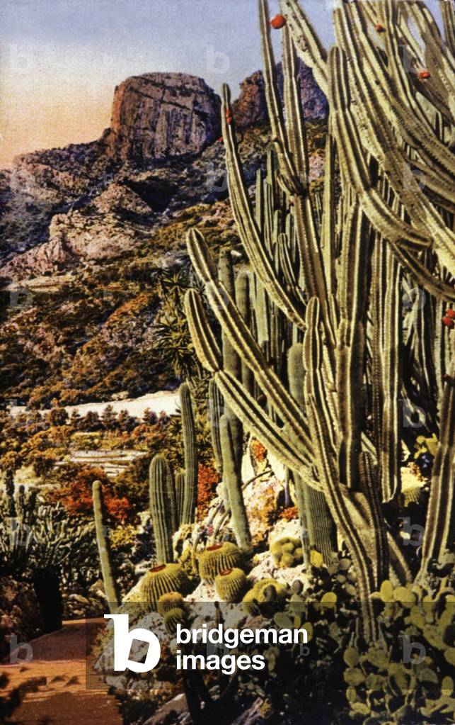 Exotic Garden of Monaco, c.1935 (print)