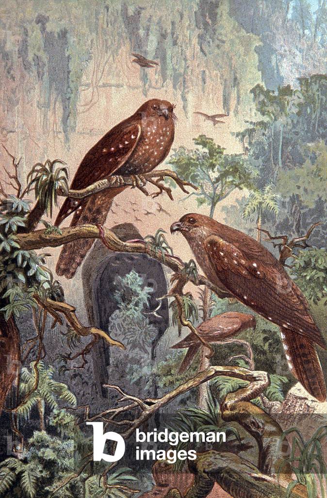 Cave Guacharo, c.1910 (illustration)