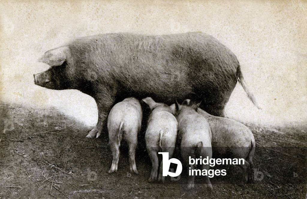 Agriculture. A sow suckling her piglets. Photo, France, c.1910.