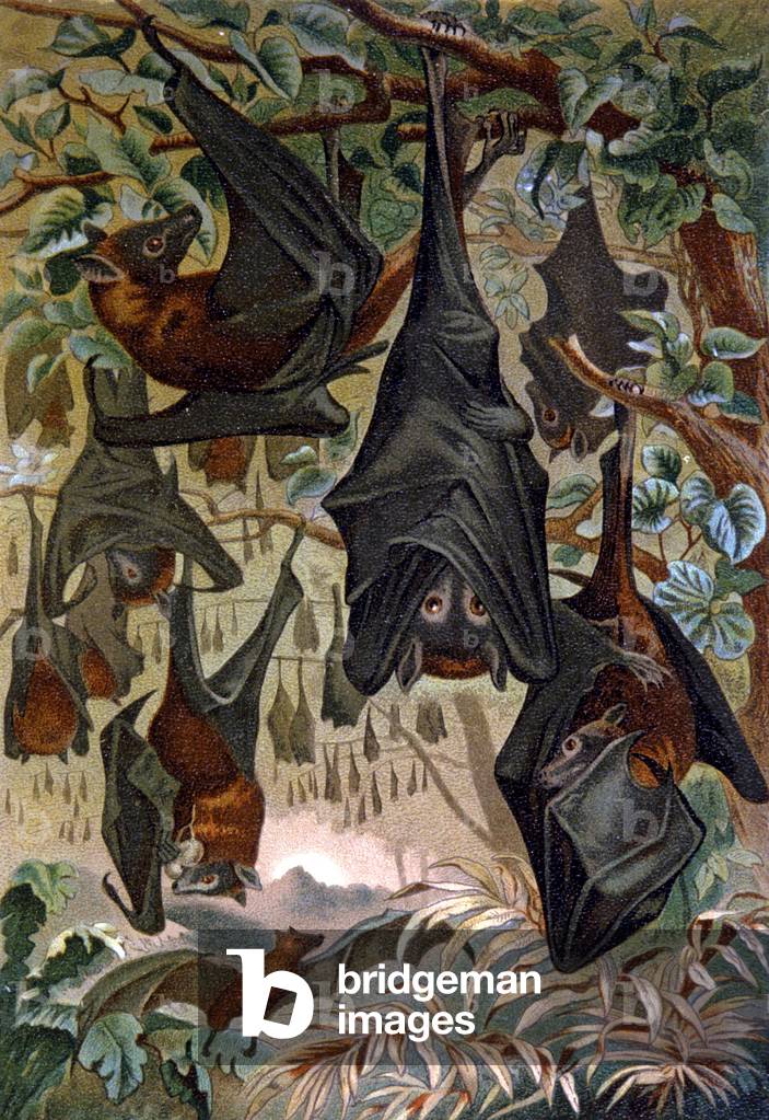 Bats, 1884 (chromo)