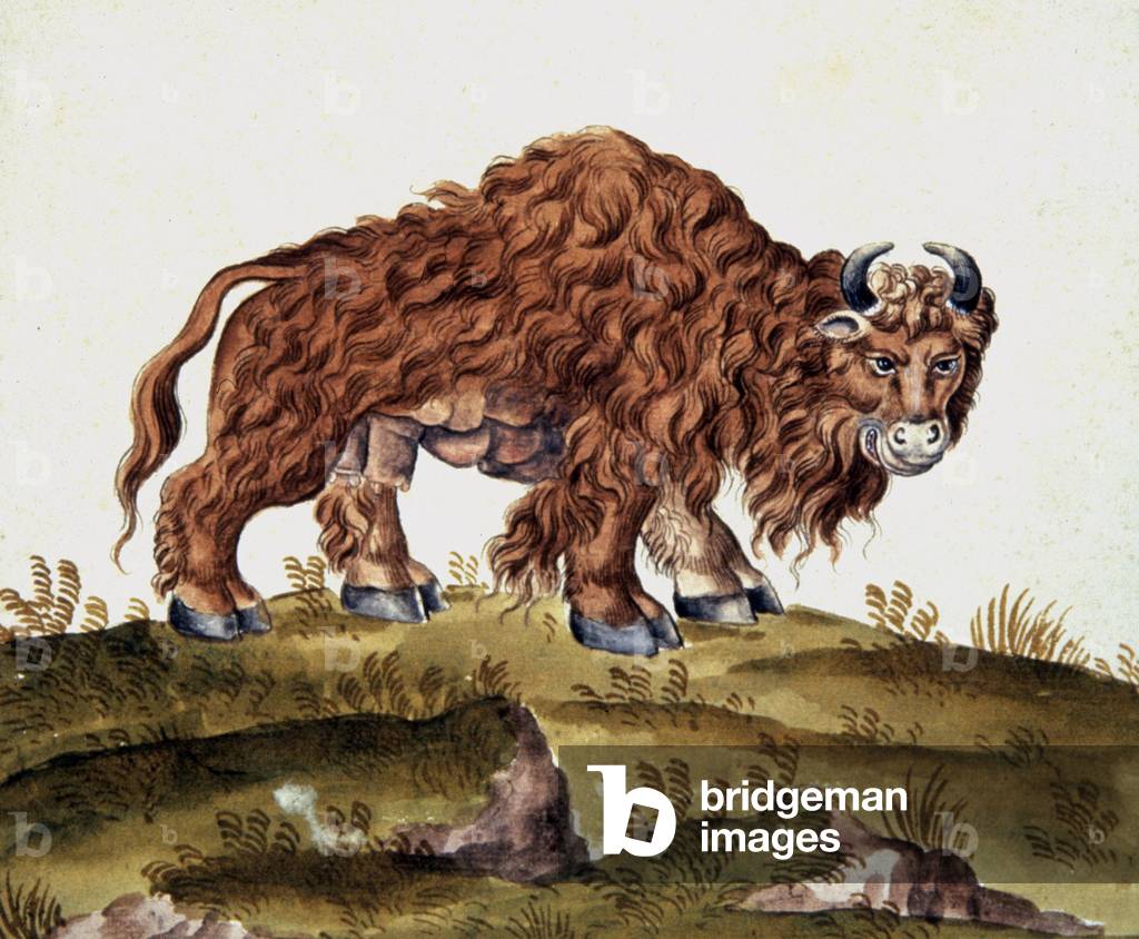 A buffalo, 16th century (watercolour)