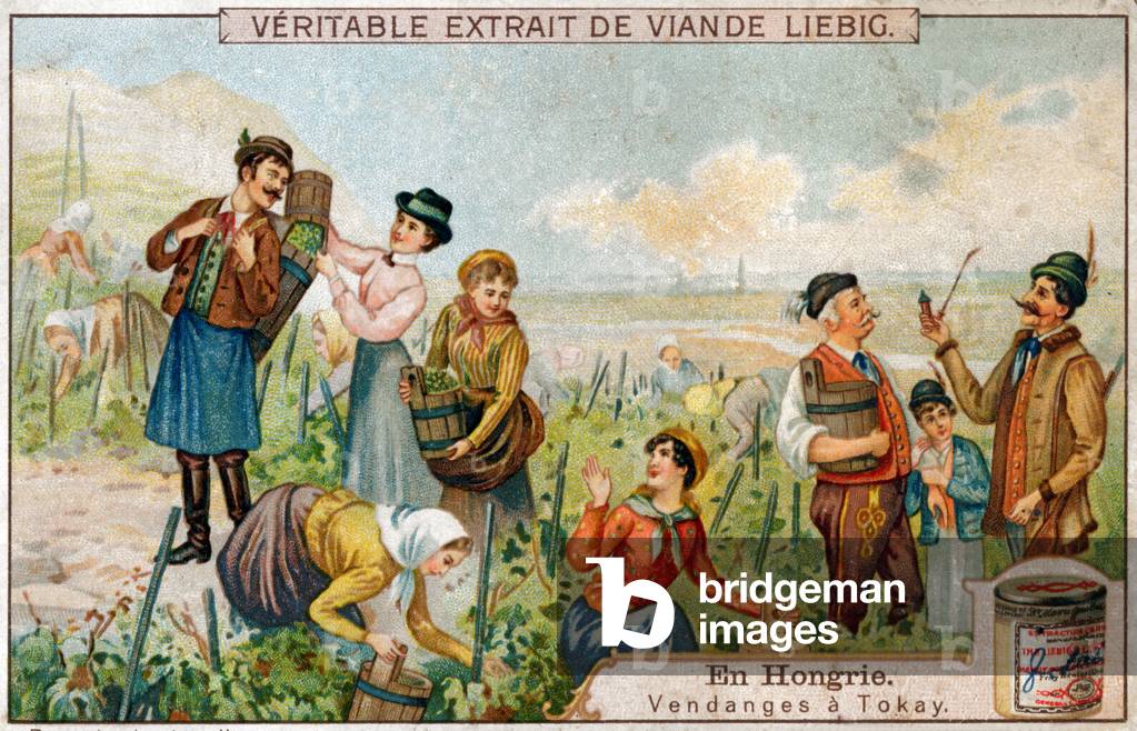 Agriculture. Wine. Grape havest in the tokay region (Hungary.) Imagery, France, c.1900 (print)