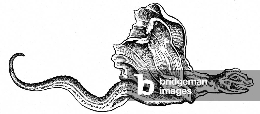 A basilisk, 1560 (engraving)