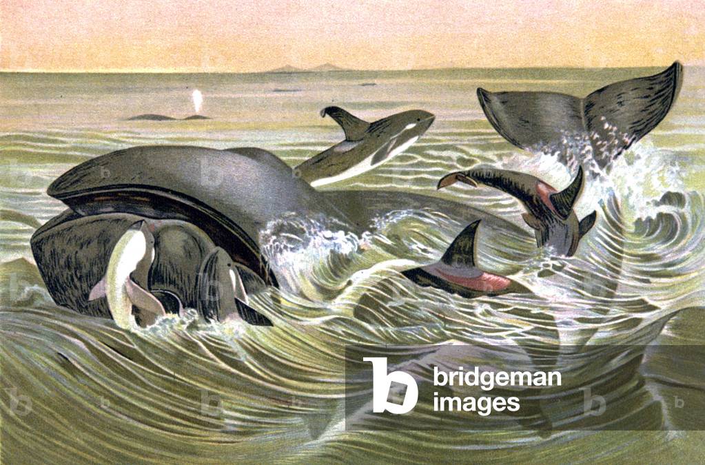 Greenland Whales, 1884 (chromo)