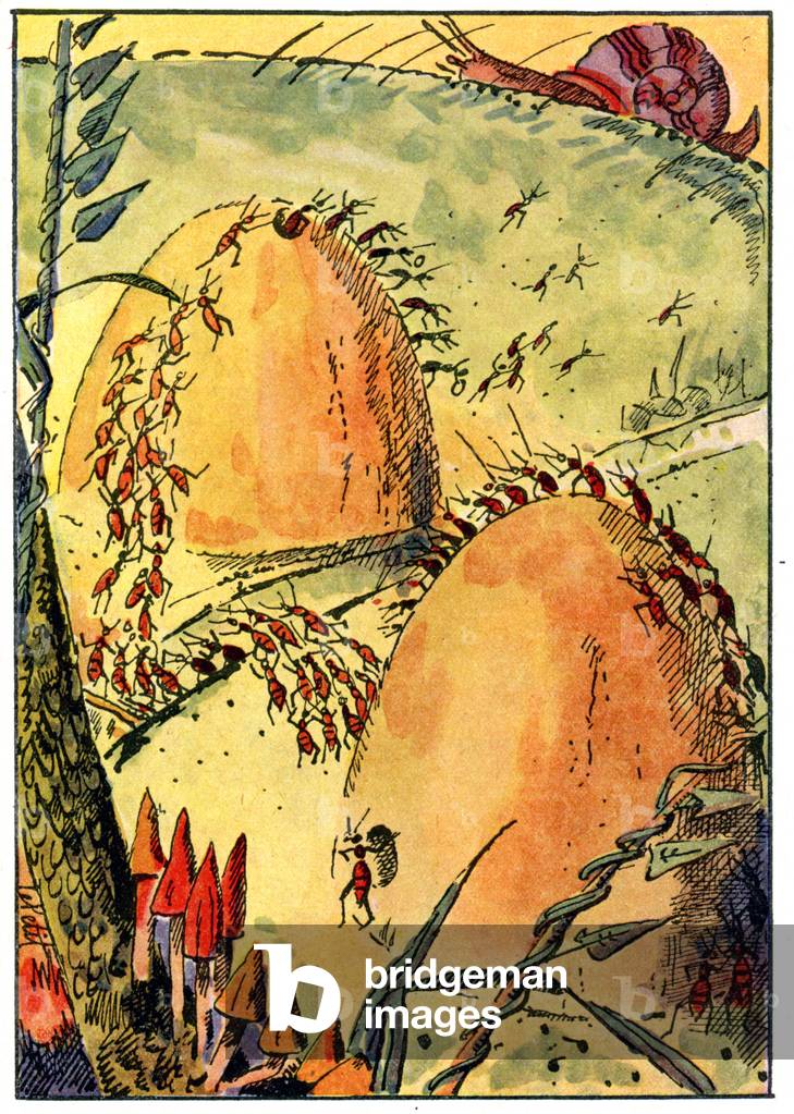 Ant colony, 1932 (illustration)