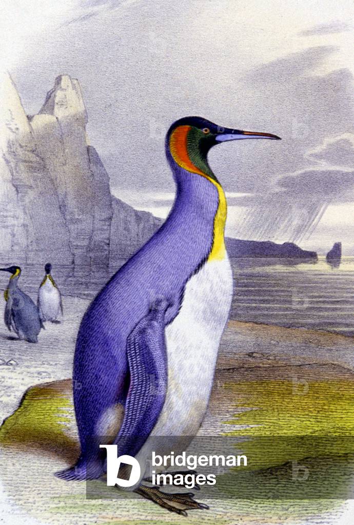 Big Penguin, c.1850 (lithograph)