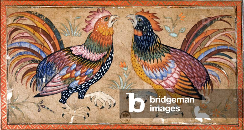 Cocks, 19th century (illustration)