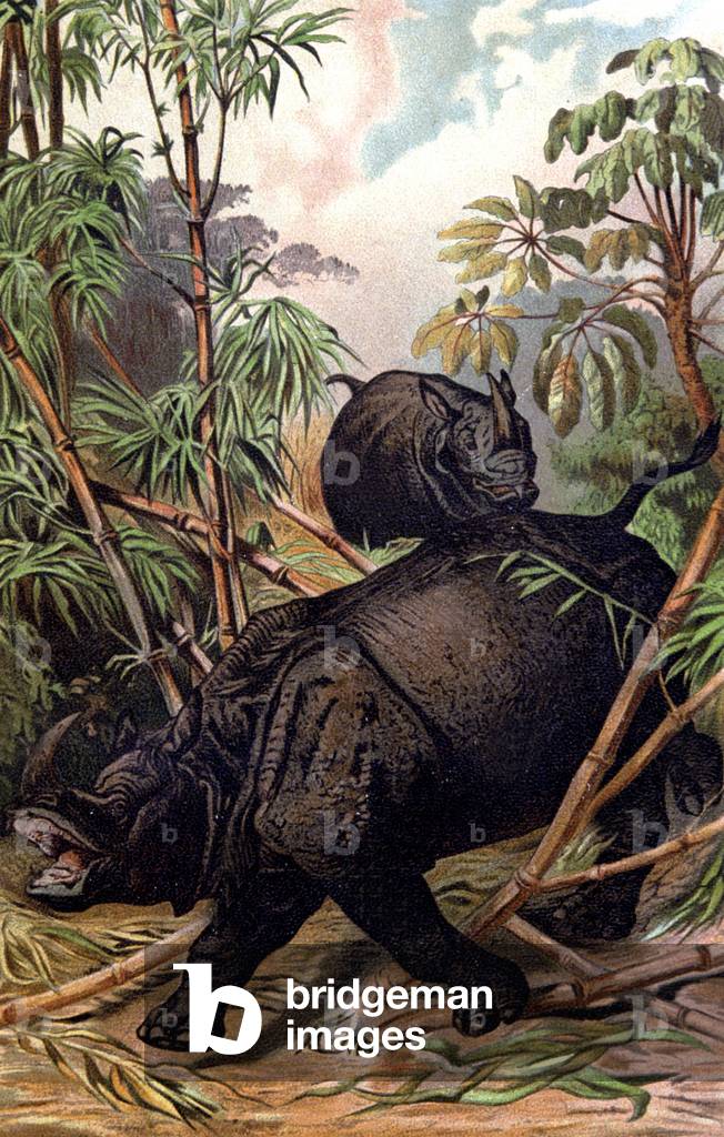 Rhinoceros from Indies, 1884 (chromo)