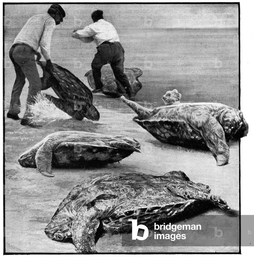 Capture of the Loggerhead sea turtle, 1909 (illustration)