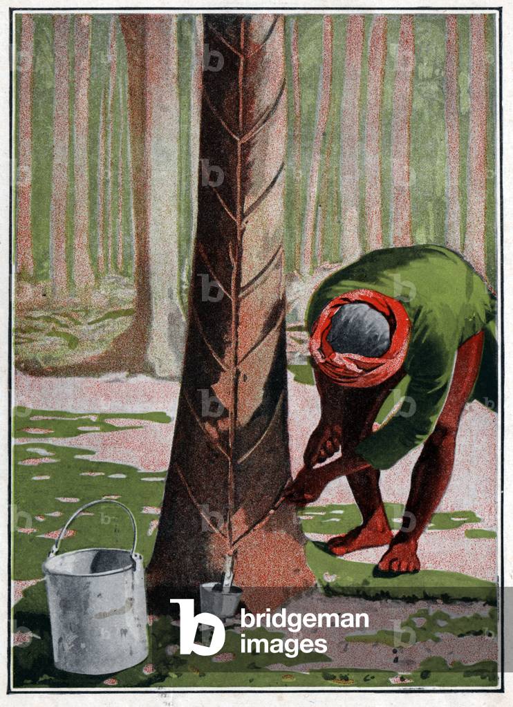 Recolle rubber. Rubber harvest.