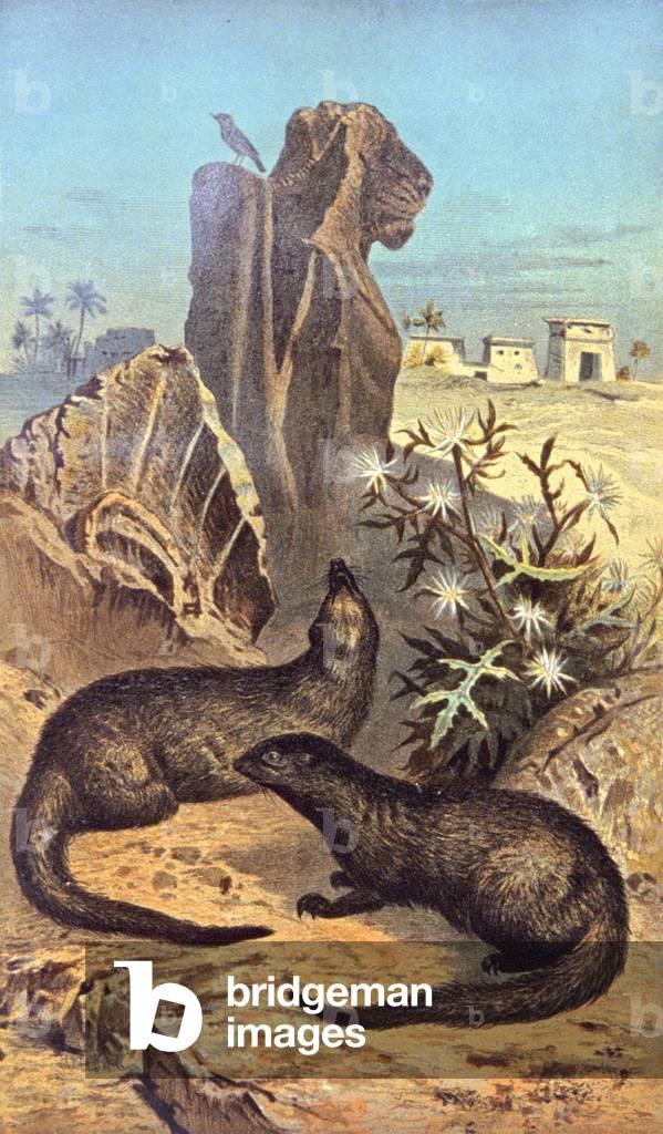 The rat of the pharaohs, 1884 (illustration)