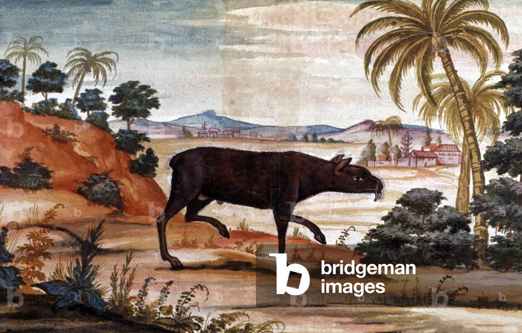 Musk deer in Siam, 17th century (watercolour)