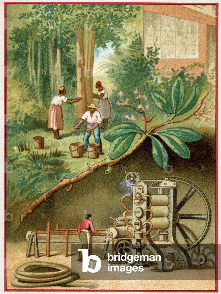 The rubber, harvest in Brasilia.  c.1900 (chromo)