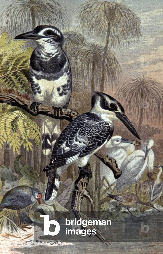 Kingfishers, c.1910 (illustration)