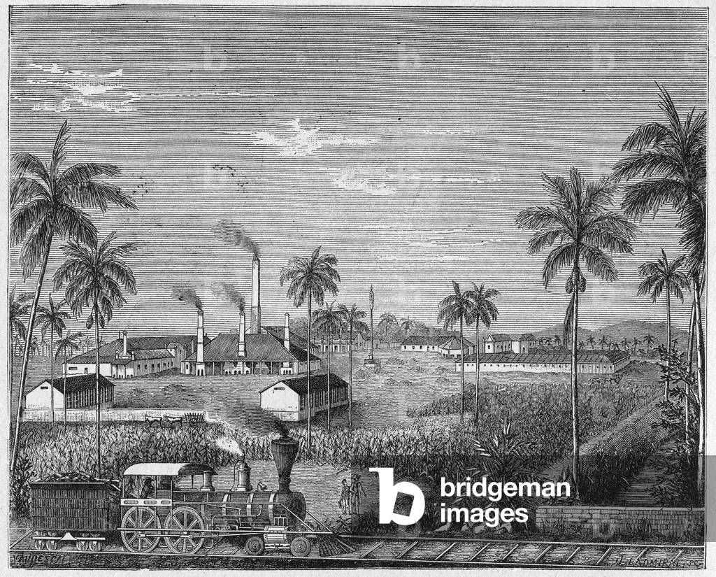 Agriculture. Sugar making. Sugar cane plantation in Cuba. Engraving in: Grands hommes et grands faits de l'industrie, France, c.1880 (engraving)