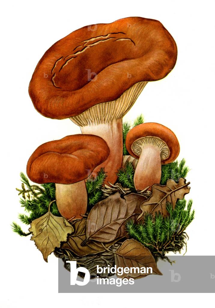 weeping milk cap and voluminous latex milky