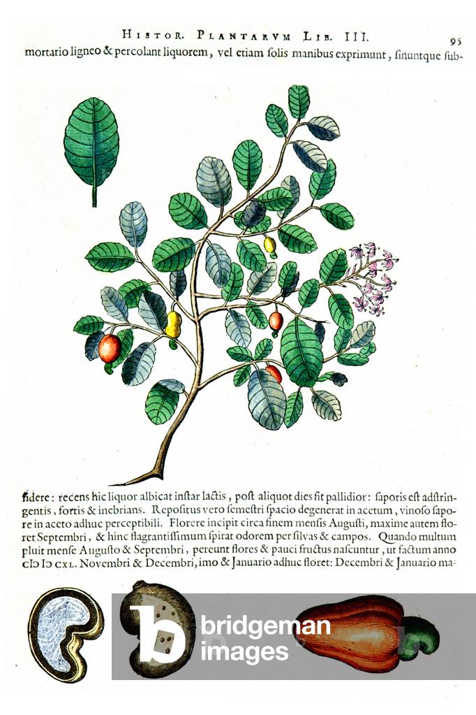 Anacardian and cashew nuts, 1648 (engraving)