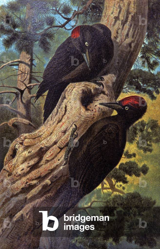 Black woodpecker, c.1910 (illustration)