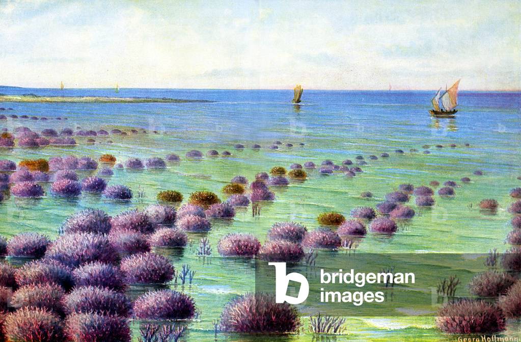 Coral Barrier in Australia, c.1900 (illustration)
