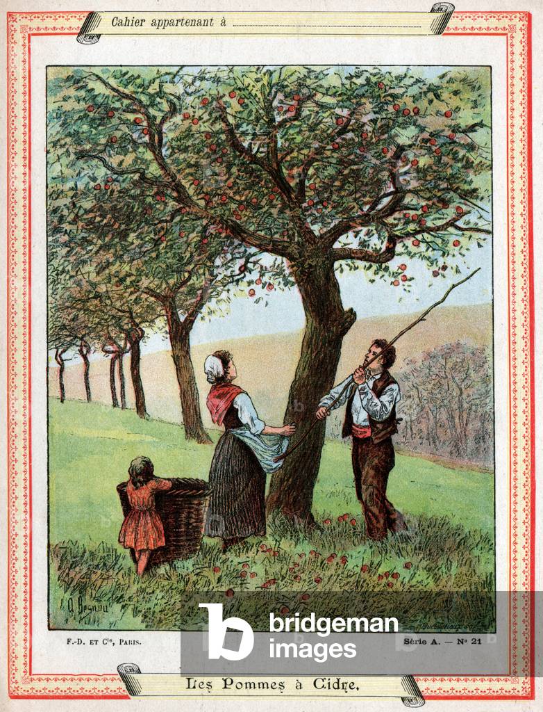 Recolte des pommes. Apple picking.