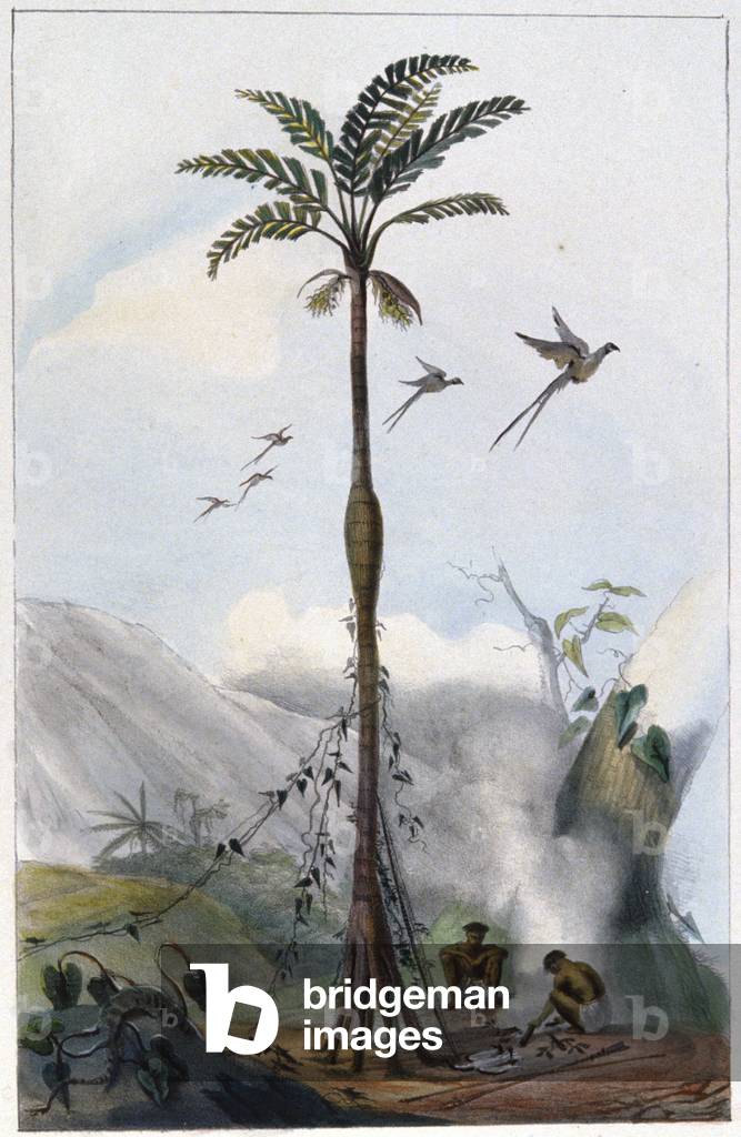 Coconut palm (Barrigudo), 1839 (litho)