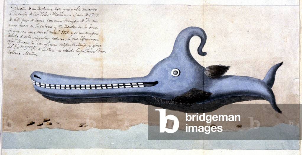 Deformed fish, 1777 (watercolour)