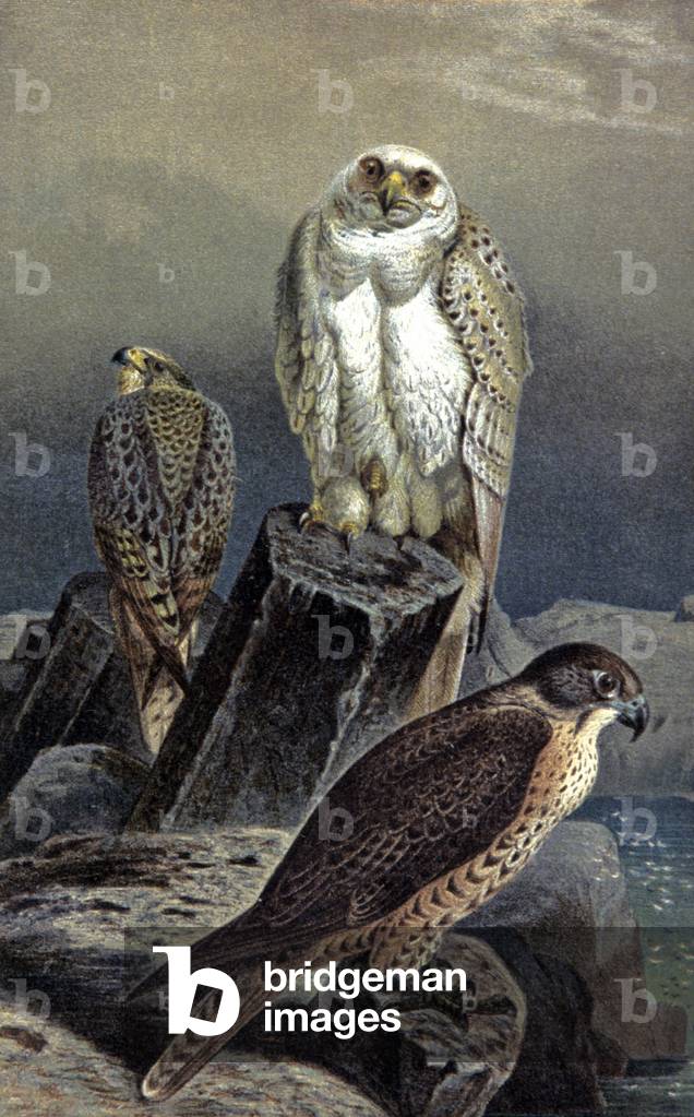 Hunting Falcon, c.1910 (illustration)