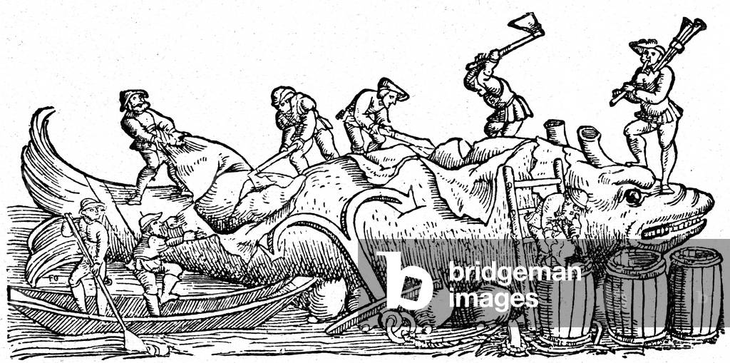 Whale removal, 1598 (engraving)