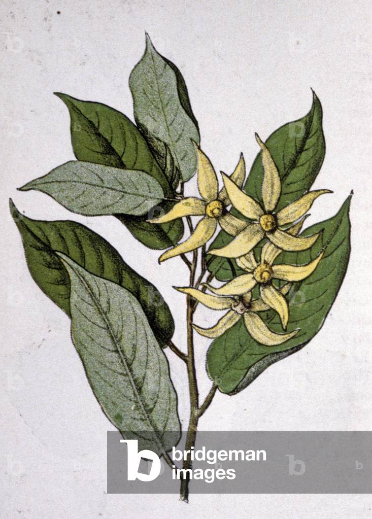 Ylang Ylang, early 20th century (engraving)